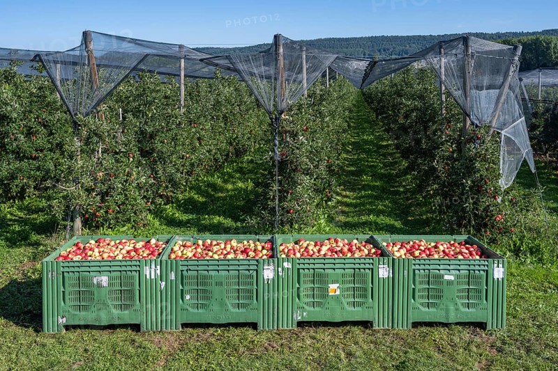Apples of the Jonagold variety in large apple crates, Bodman-Ludwigshafen, Konstanz district, Baden-Württemberg, Germany, Europe