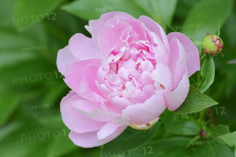 Asian peony or Chinese peony (Paeonia lactiflora), flower, ornamental plant, North Rhine-Westphalia, Germany, Europe