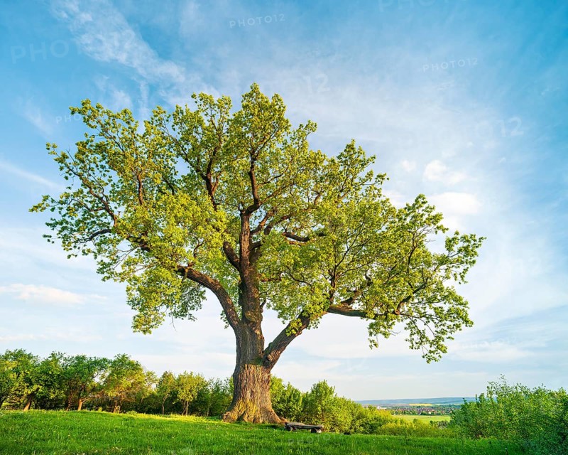 Huge solitary oak tree in a meadow in spring in the evening light, Flehmüllers Eiche, natural monument, Nordhausen, Thuringia, Germany, Europe