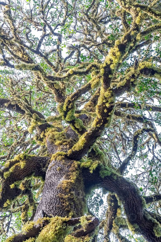 Laurel trees with mosses and lichens, Garajonay National Park, La Gomera, Canary Islands, Spain, Europe