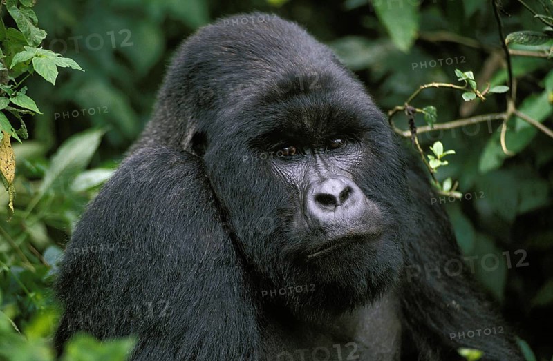 Mountain Gorilla (gorilla beringei), gorilla, Portrait of Male, Virunga Park in Rwanda