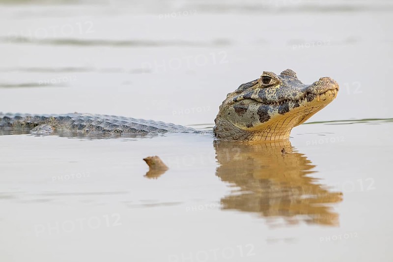 Spectacled caiman (Caiman crocodilus yacara), Alligator (Alligatoridae), Crocodile (Crocodylia), Reflection, Pantanal, Inland, Wetland, UNESCO Biosphere Reserve, World Heritage Site, Wetland, Mato Grosso, Brazil, South America