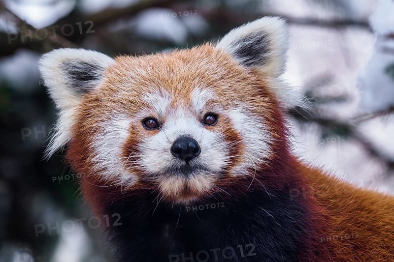 Portrait of a red panda (Ailurus fulgens)