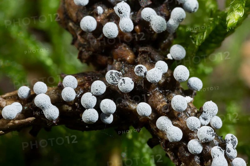 Grey globe slime mould several spherical greyish fruiting bodies next to each other on branches