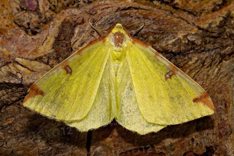 Brimstone moth (Opisthograptis luteolata)