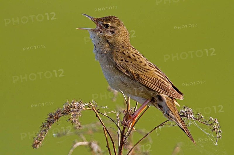 Common Grasshopper Warbler (Locustella naevia)