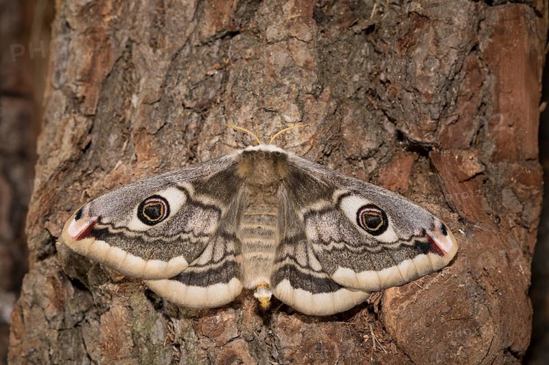 Small emperor moth, female, Saturnia pavonia, small emperor moth, female