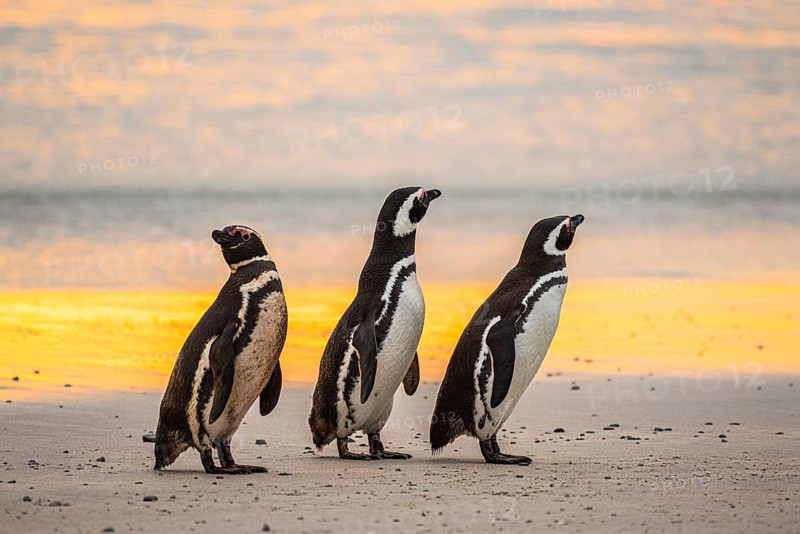 Magellanic penguins (Sphreniscus magellanicus), group in the morning light on a beach, Volunteer Point, Falkland Islands, Great Britain, South Atlantic, South America