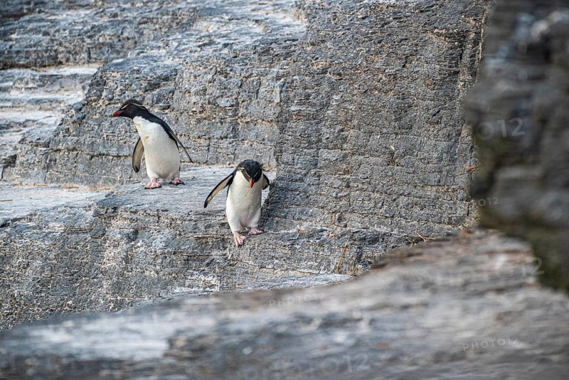 Rockhopper penguins (Eudyptes chrysocome) in their habitat, Bleaker Island, Falkland Islands, Great Britain, South Atlantic, South America
