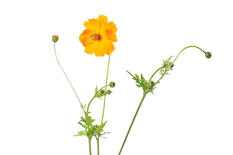 Girl's eye (Coreopsis grandiflora), cropped