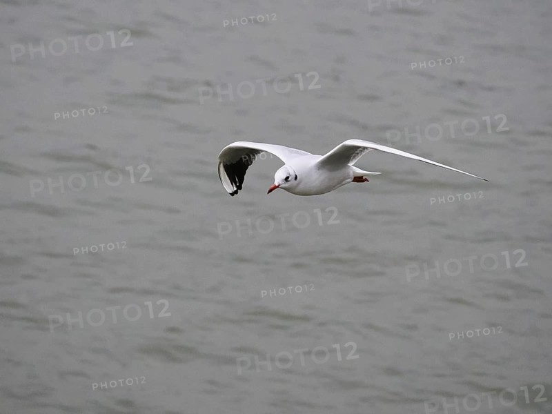 Flying seagull (Larinae) on the Rhine, blurred background, Cologne, Germany, Europe