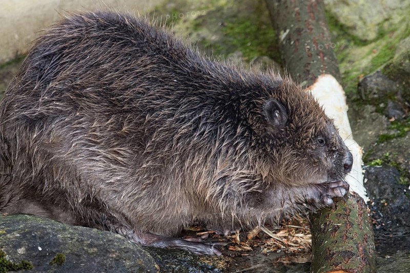 European beaver (Castor fiber)