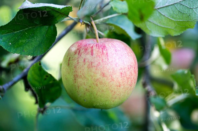 Jonagold Rubinstar, apple cultivar