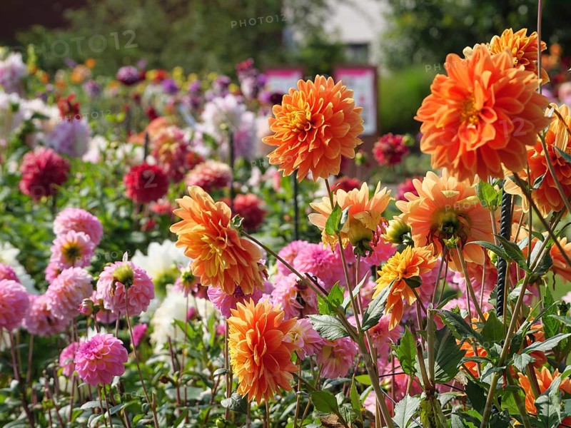 Vibrant garden with colourful dahlias in orange, pink and other colours on a sunny day, legden, münsterland, germany