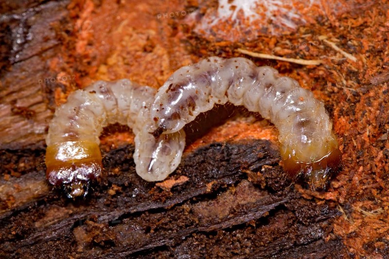 Ribbed pine borer, larvae (Rhagium inquisitor)