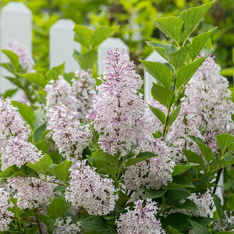 Korean lilac (Syringa patula 'Miss Kim')