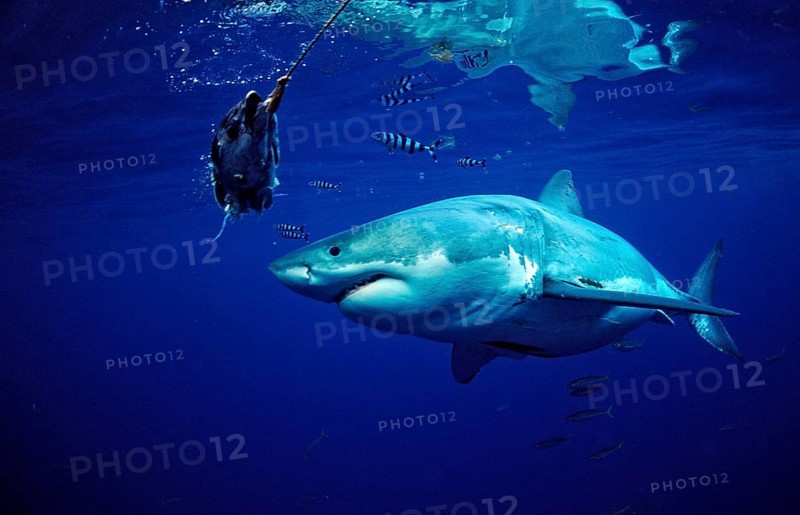 Great white shark, Carcharodon carcharias, Mexico, Pacific Ocean, Guadalupe, Central America