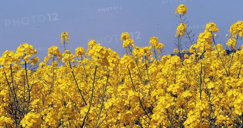 Wind and Rape field (brassica) napus, Normandy in France