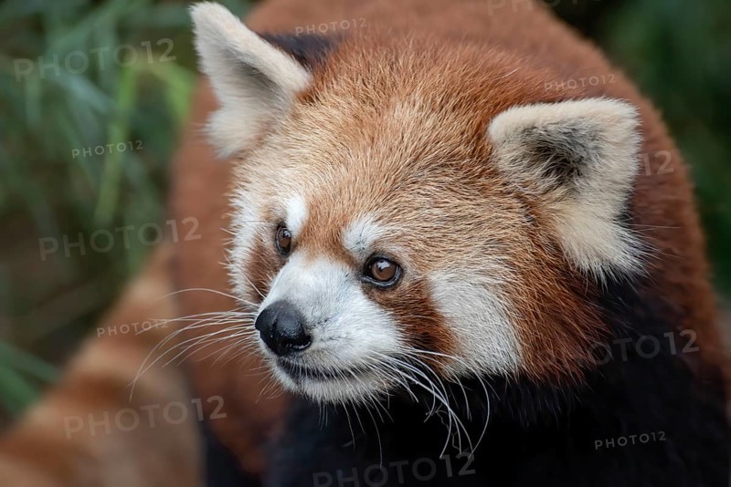 Beautiful images of a red panda
