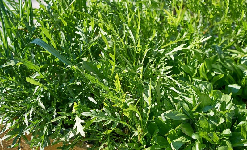 Arugula urban homestead orchard field with lambs lettuce in the right