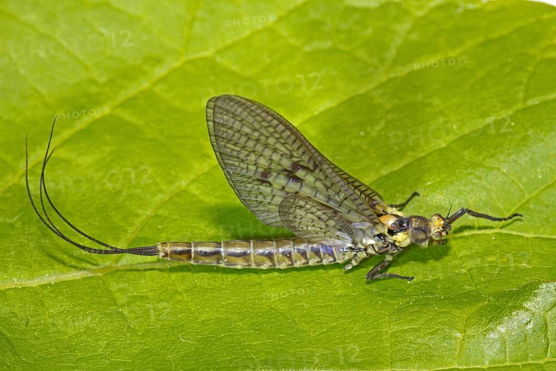 Ephemera danica (Ephemera danica)