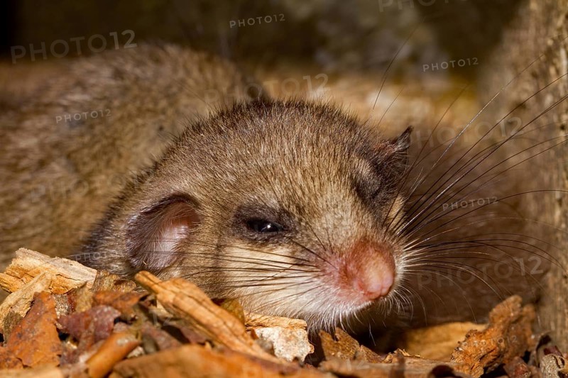 Edible dormouse (Glis glis), young in bird nesting box