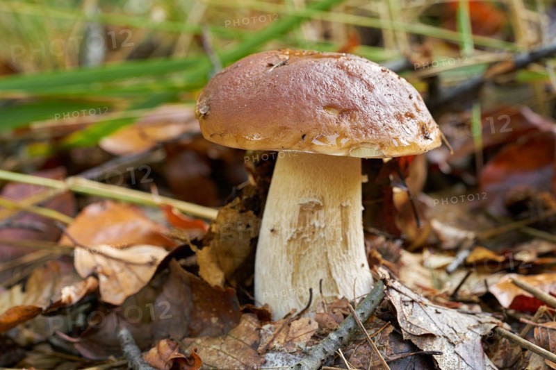 Porcini mushroom in the forest in autumn