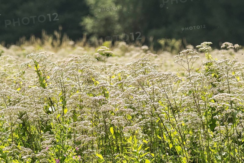 Valerian (Valeriana officinalis), Apotheker-Wiese, Hermann-Löns-park in Hannover, Lower Saxony, Germany, Europe
