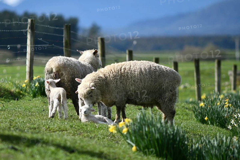 Spring lambs and sheep in a paddock of daffodils near Ikamatua, West Coast, New Zealand, Oceania