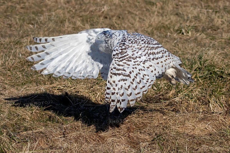 The Snowy owl, also known as the polar owl, the white owl and the Arctic owl on the shore Lake Michigan in winter during migration from the north