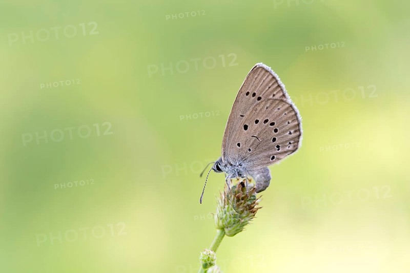 Pale meadow blue (Phengaris teleius), great burnet (Sanguisorba officinalis), butterfly laying eggs, North Rhine-Westphalia, Germany, Europe