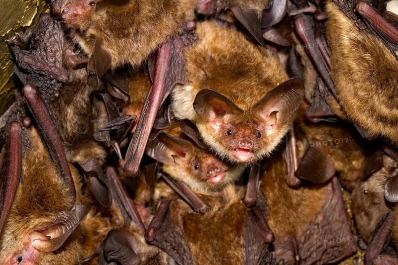Bechstein's bats (Myotis bechsteinii)