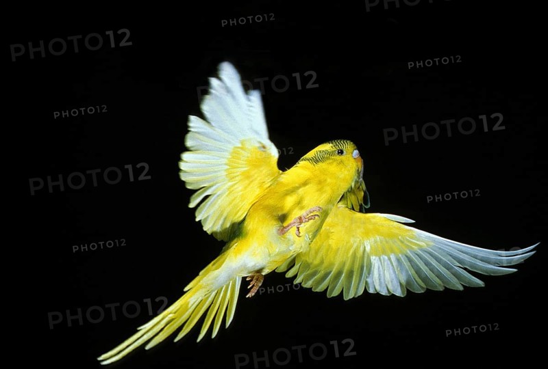 BUDGERIGAR (melopsittacus undulatus), ADULT IN FLIGHT