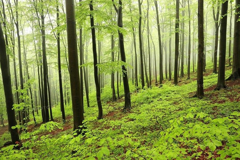 Spring beech forest in misty, rainy weather, Bischofskoppe Mountain, May, Poland, Europe