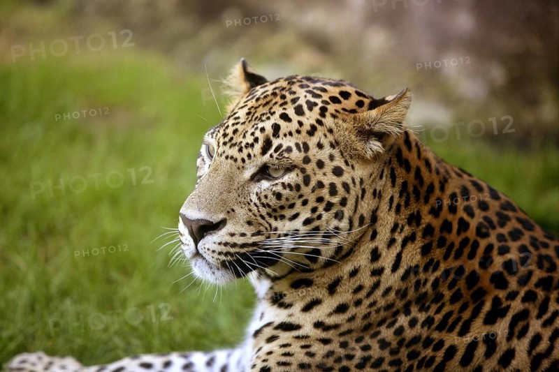 African leopard on resting over green grass