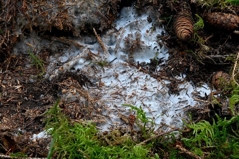 Mushroom mycelium