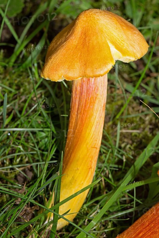 Fibrous Waxcap (Hygrocybe intermedia)