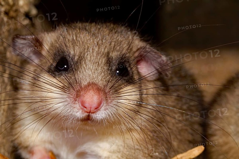 Edible dormouse (Glis glis), young