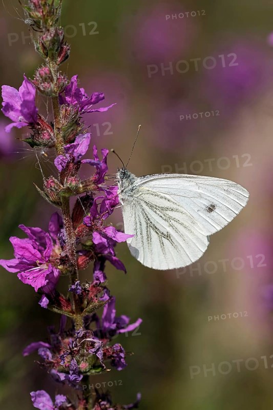 Rape white butterfly on loosestrife