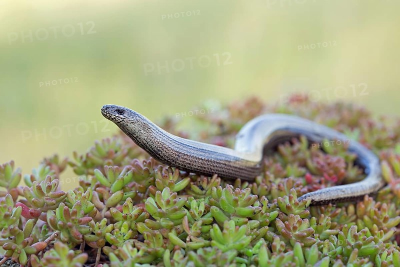 Slow worm, Anguis fragilis