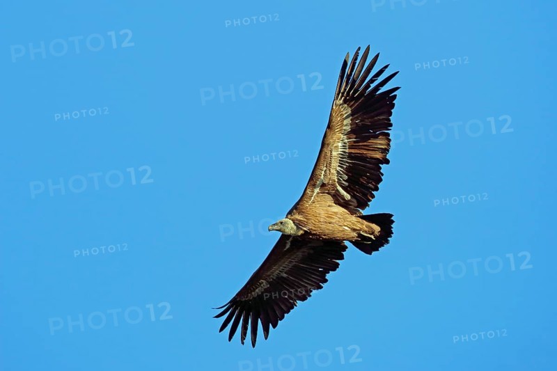 Griffon vulture, Gyps fulvus, flies