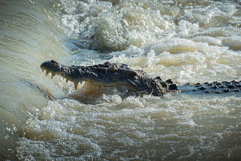 Saltwater crocodile, also known as saltie (Crocodylus porosus) at the Cahill Crossing ford through the East Alligator River, Kakadu National Park, Northern Territory, Australia, Oceania