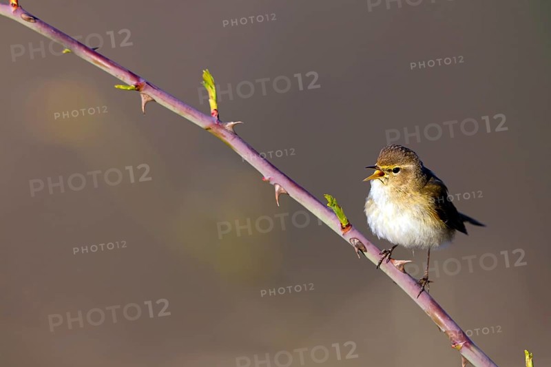 Chiffchaff, (Phylloscopus collybita), (Phylloscopus collybitus), willow warbler, songbird, perch, biotope, habitat, resting Nahe valley, Rhineland-Palatinate, Federal Republic of Germany