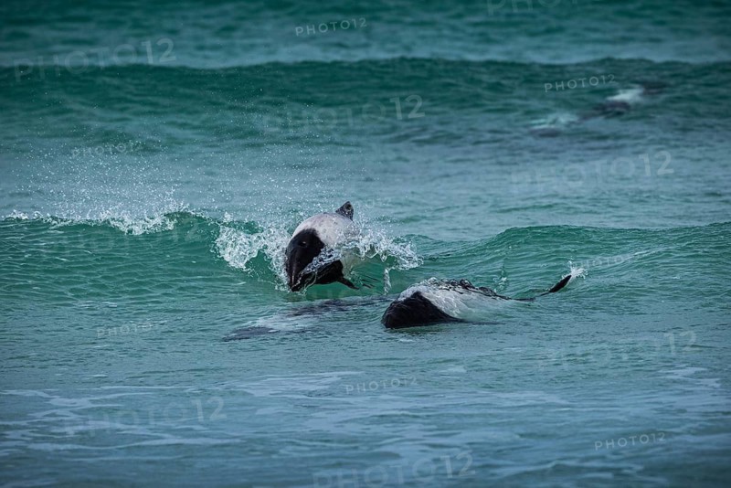 Commerson's dolphins (Cephalorhynchus commersonii), also known as Jacobita or Tonina, surfing in a wave. Pebble Island, Falkland Islands, Great Britain, South Atlantic, South America