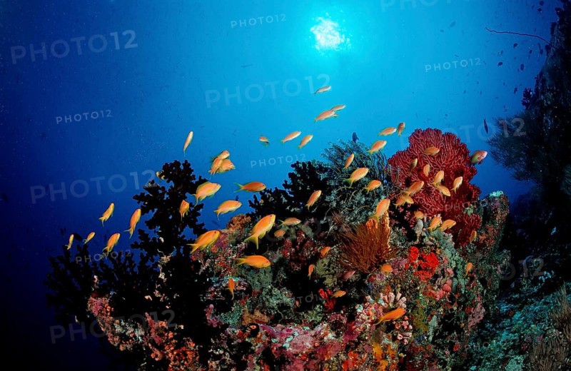 Coral reef with bannerfish, Pseudanthias squamipinnis, Maldives, Indian Ocean, Meemu Atoll, Asia