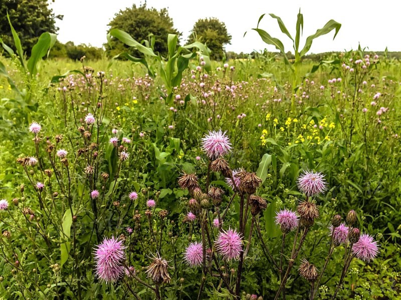 Green fallow with field thistle (Cirsium avense) and rape (Brassica napus) on former maize field