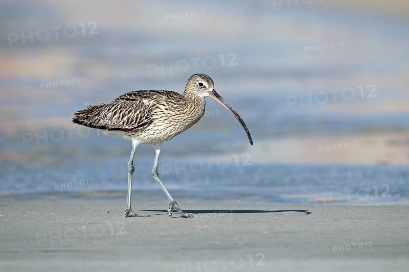 Eurasian curlew, Numenius arquata, Oman, Asia