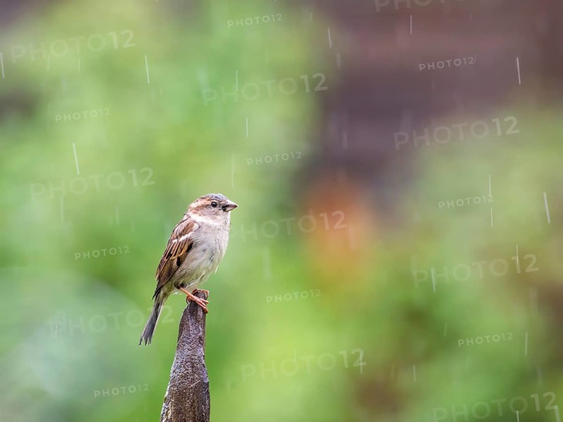 Sparrow perching on a post in the rain