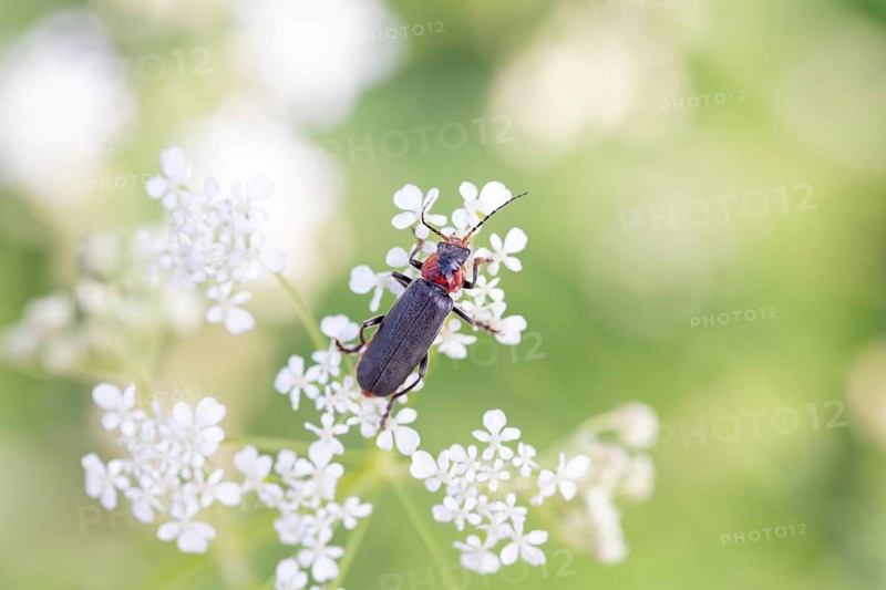 Cantharis fusca (Cantharis fusca), foraging on a flower, Lower Saxony, Germany, Europe