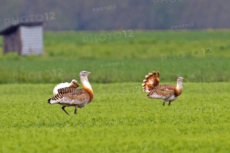 Great bustard (Otis tarda), male